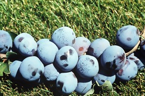 Blue Damson Plum